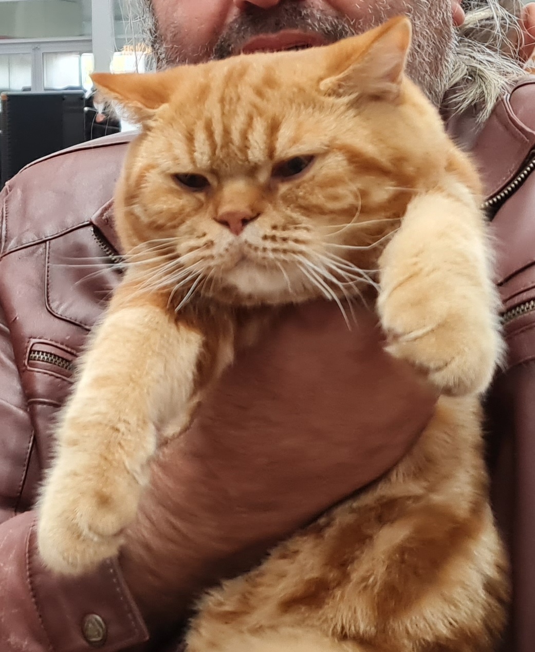 JCH. Nachos INFINITI GREEN